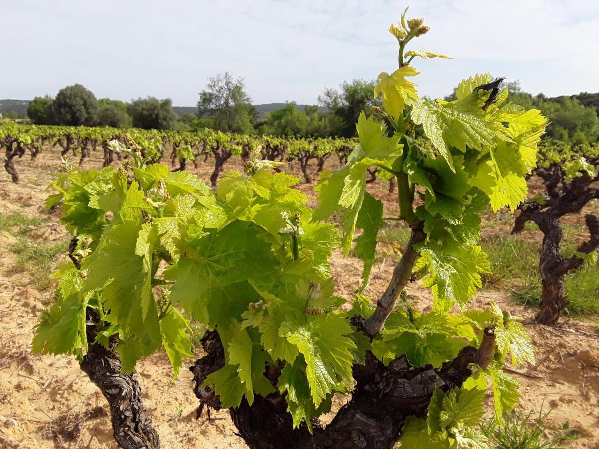 Les Terres Basses Fabrezan Exterior foto